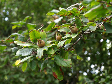 Medlars