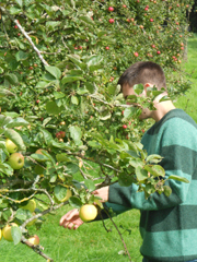 Tom & harvest