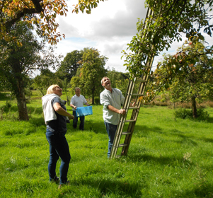 Pear Harvest with friends