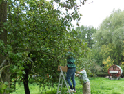 Orchard Harvest
