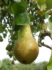 Pears