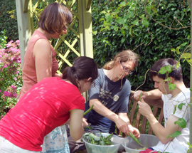 Bean harvest