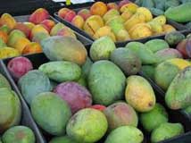New season mangoes