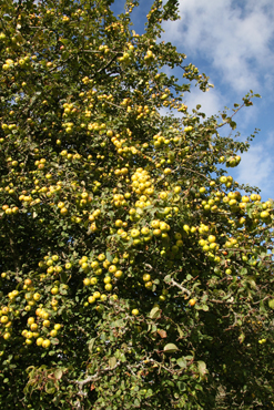 Crab Apples