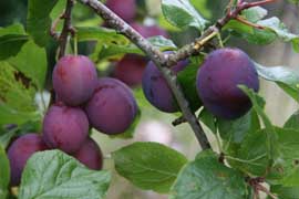 Plums