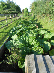 Rhubarb Crop